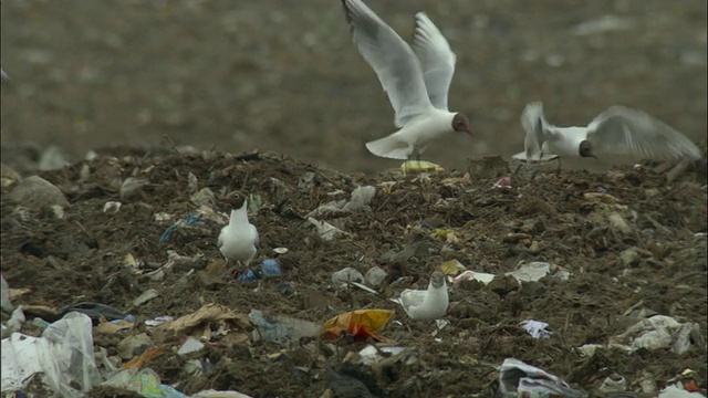 在英国牛津郡阿德利垃圾填埋场觅食的黑头鸥视频素材