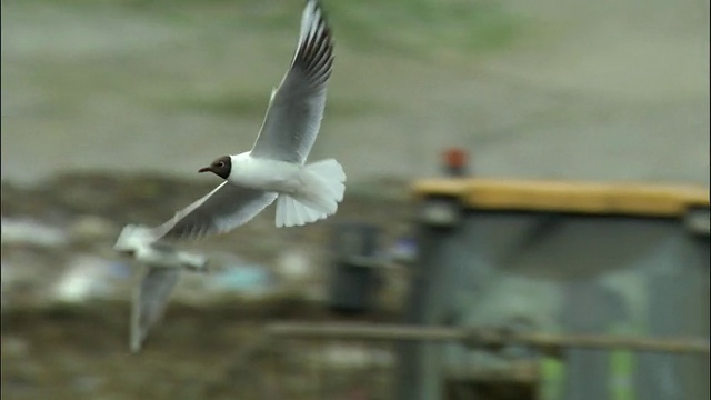 英国牛津郡阿德利垃圾填埋场上空飞过的黑头鸥视频素材