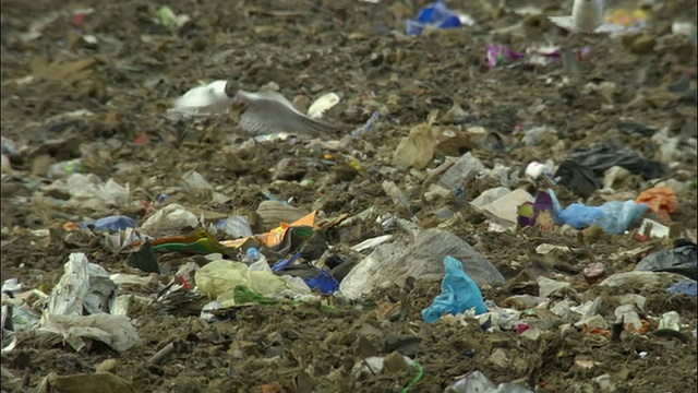 英国牛津郡阿德利垃圾填埋场饲养的鸟类视频下载
