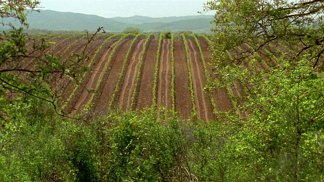 意大利皮蒂利亚诺(pitgliano) /托斯卡纳(Tuscany)附近的葡萄园视频素材