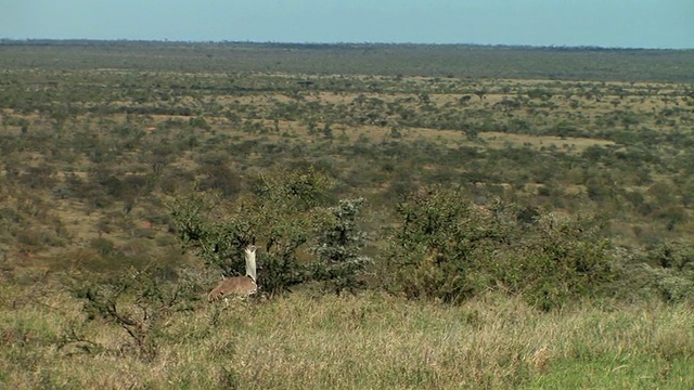 WS, PAN, Kori鸨，(Ardeotis Kori)行走在草原上，Laikipia，肯尼亚视频下载