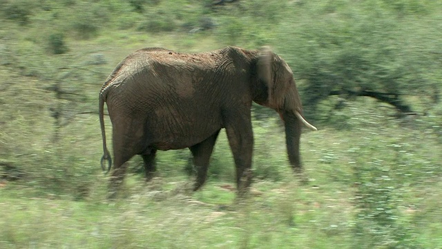 T/L, PAN, ZI，非洲大象(Loxodonta africana)行走在稀树大草原，拉伊基皮亚，肯尼亚视频素材