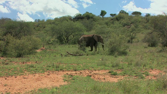 非洲大象(Loxodonta africana)走过热带草原，拉伊基皮亚，肯尼亚视频素材