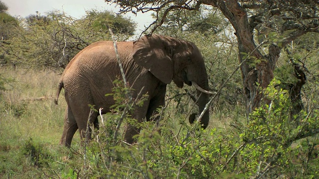 肯尼亚莱基皮亚，非洲象(Loxodonta africana)视频素材