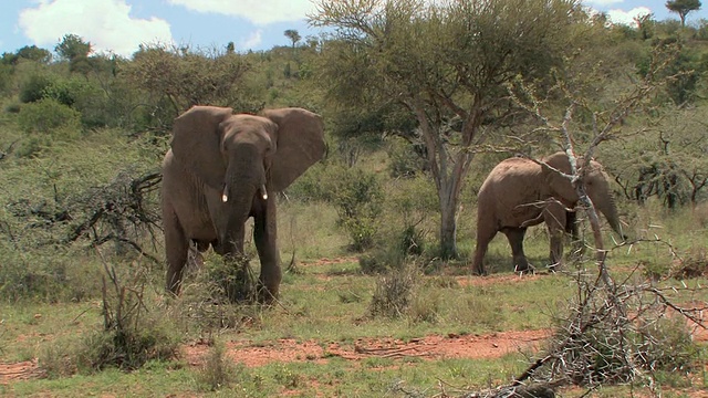 两只非洲象(Loxodonta africana)走过肯尼亚莱基皮亚的稀树大草原视频素材