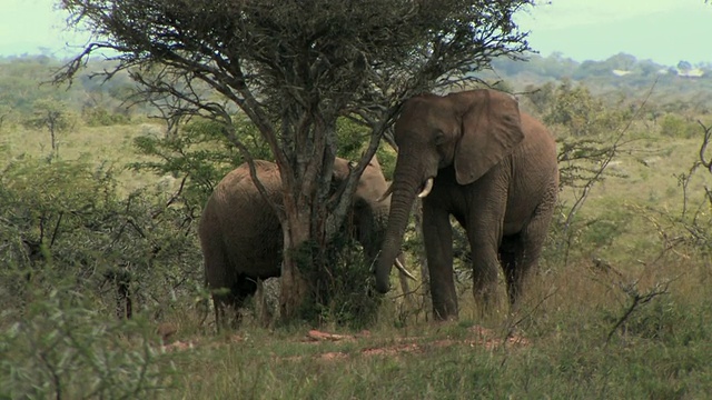 肯尼亚莱基皮亚的热带草原上的两头非洲象(Loxodonta africana)视频素材