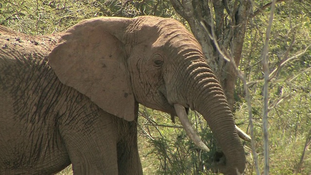 CU，非洲象(Loxodonta africana)吃，肯尼亚莱基皮亚视频素材