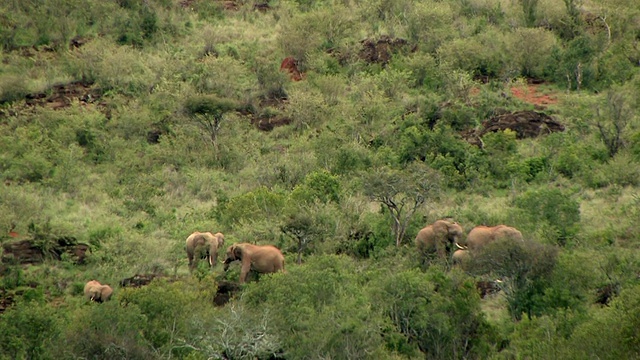 WS, HA，非洲象群(Loxodonta africana)在稀树草原，拉伊基皮亚，肯尼亚视频素材