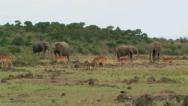 肯尼亚莱基皮亚草原上的WS，黑斑羚(Aepyceros melampus)和非洲象(Loxodonta africana视频素材