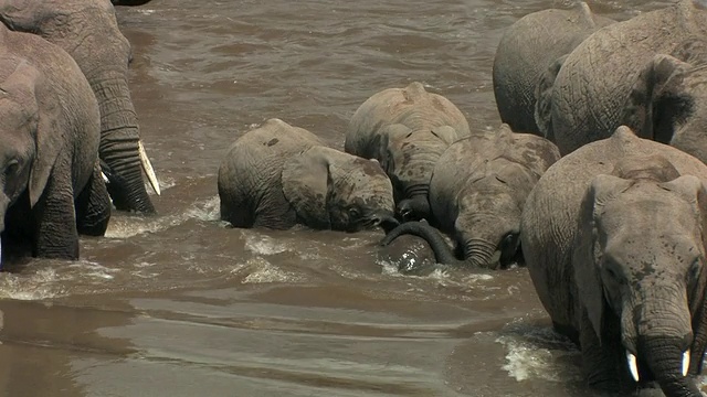 CU, ZO, MS，非洲象群(Loxodonta africana)渡河，马赛马拉，肯尼亚视频素材