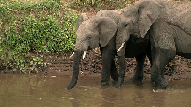 两只非洲象(Loxodonta africana)在肯尼亚马赛马拉河边饮水视频素材