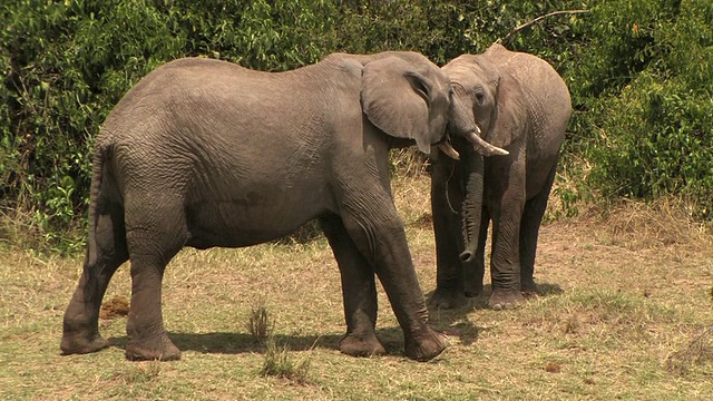 两只非洲象(Loxodonta africana)互动，马赛马拉，肯尼亚视频下载