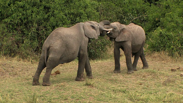 两只非洲象(Loxodonta africana)互动，肯尼亚马赛马拉视频下载