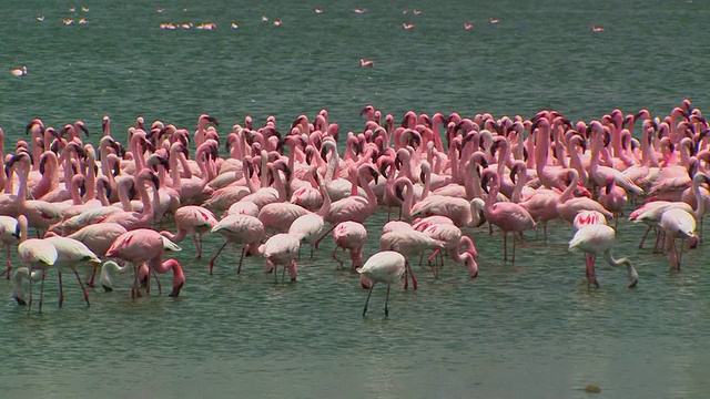 一群小火烈鸟在肯尼亚奈瓦沙湖的浅水湖中觅食视频素材