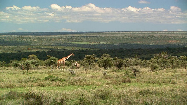 在肯尼亚莱基皮亚的热带草原上，WS, Grevy's斑马(Equus grevyi)和长颈鹿(giraffe camelopardalis)视频素材