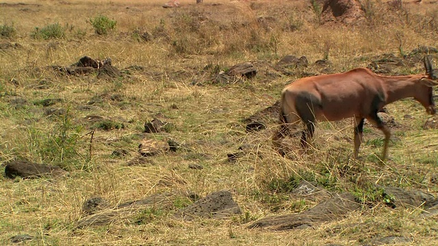 MS, PAN, Topi (Damaliscus lunatus)走过肯尼亚马赛马拉的热带草原视频素材