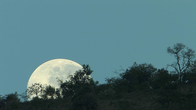 T/L, MS, Moonset behind trees, Laikipia，肯尼亚视频素材