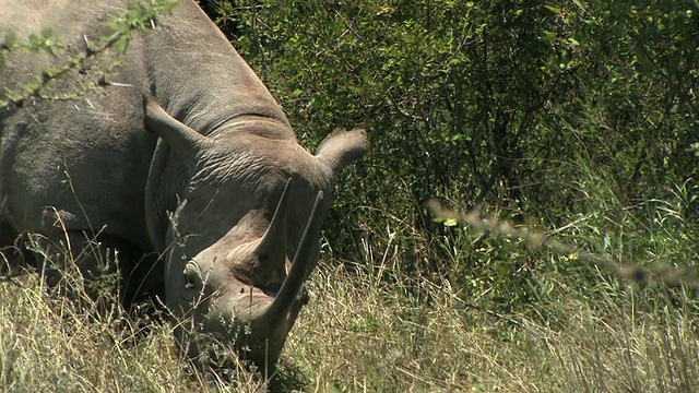 吃草的黑犀牛(Diceros bicornis)，摄于肯尼亚莱基皮亚(Laikipia)视频下载