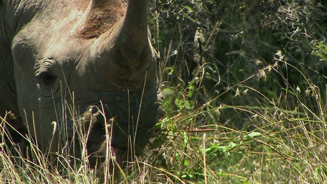 吃草的黑犀牛(Diceros bicornis)，摄于肯尼亚莱基皮亚(Laikipia)视频素材