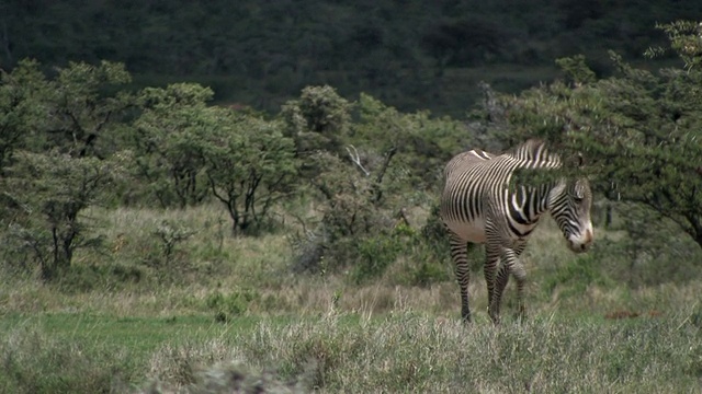 MS, Grevy's zebra (Equus grevyi)在热带草原，马赛马拉，肯尼亚视频素材