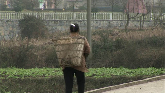 女士背着大篮子，牛从她面前走过，走进沟里/贵阳，中国视频素材