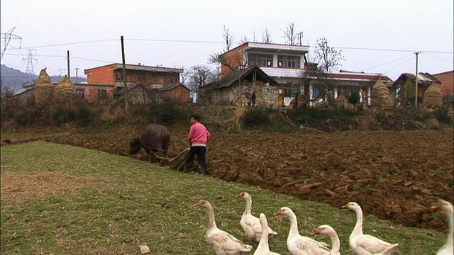 潘小姐:鹅在草地上走/鸭子在草地上啄食/ WS人在耕田时牵牛/中国贵阳视频素材