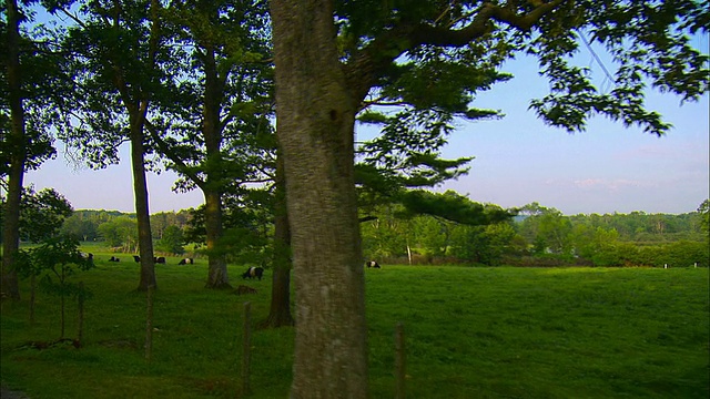 SIDE POV，经过牧场皮带加洛韦奶牛，Rockport，缅因州，美国视频素材