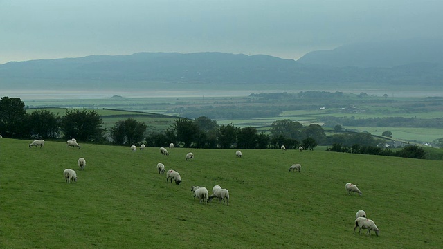 WS, HA，绵羊在田野里吃草，Kirkby-in-Furness, Cumbria, England视频素材