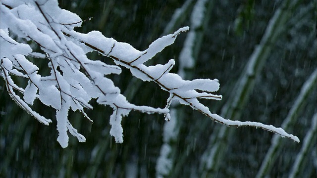 近距离的降雪和收集的树枝/竹树的背景/民卡公园，福岛，日本视频素材