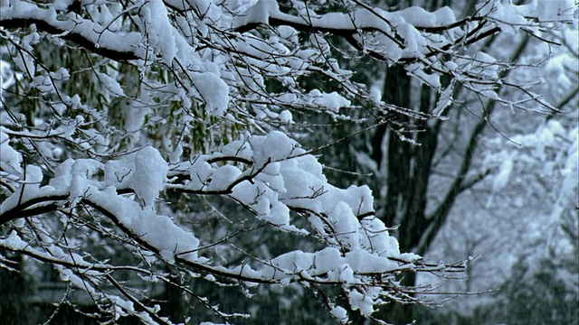 中景降雪和收集的树枝/民卡公园，福岛，日本视频下载