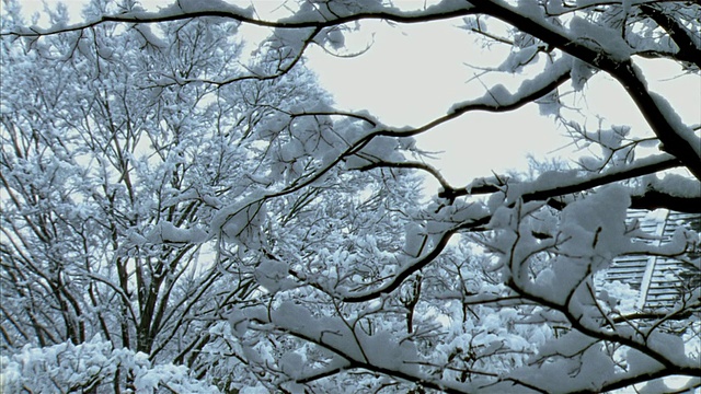 低角度中拍摄降雪和收集在树枝在民卡公园/福岛，日本视频下载