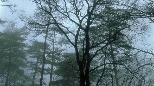 日本福岛民卡公园(Minka Park / Fukushima)中拍摄的高大树木部分被浓雾遮蔽视频素材