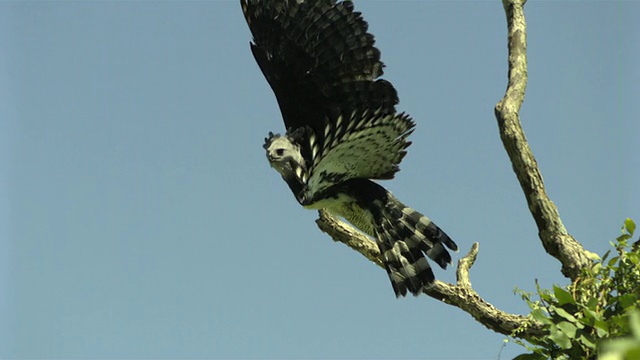 SLO MO, MS, LA，鹰形鹰(Harpia harpyja)在蓝天下起飞，威斯康星州，美国视频素材