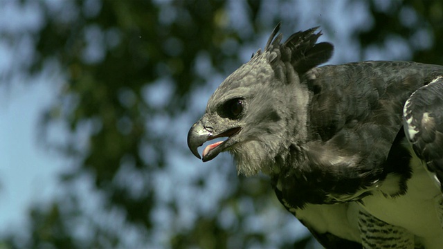 SLO MO, CU, Harpy Eagle，美国威斯康星州视频素材