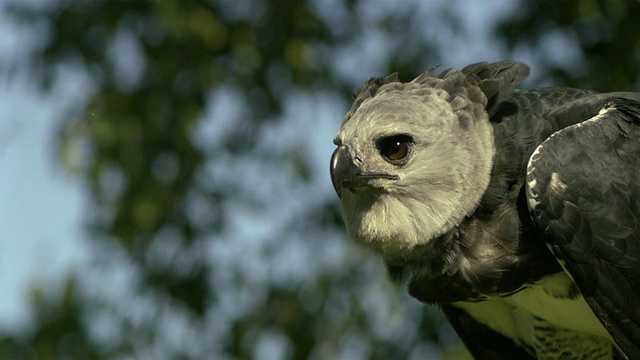 SLO MO, CU, Harpy Eagle，美国威斯康星州视频素材