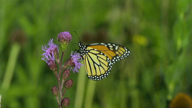 王蝶(Danaus plexippus)在紫蓟花上，美国威斯康星州视频素材