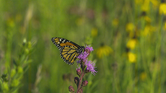 王蝶(Danaus plexippus)在紫蓟花上，美国威斯康星州视频素材