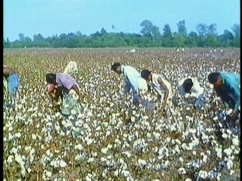 1962年，蒙太奇黑人奴隶在18世纪密西西比州的种植园上采摘棉花视频素材