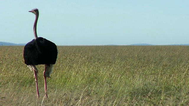 两只马赛鸵鸟(Struthio camelus massaicus)在野外，马赛马拉野生动物保护区，裂谷，肯尼亚视频素材