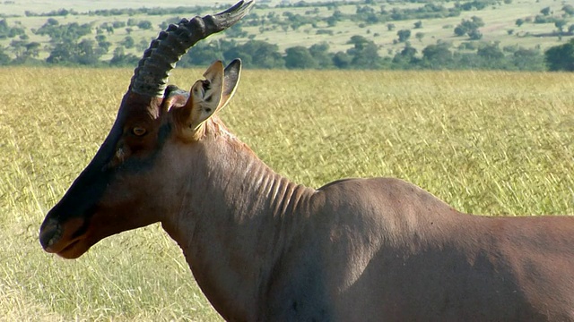 CU, Topi (Damaliscus lunatus)野外，马赛马拉野生动物保护区，裂谷，肯尼亚视频素材