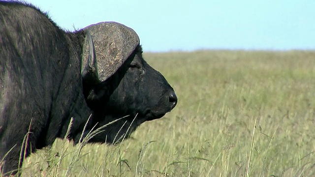 CU，非洲水牛或Cape Buffalo (Syncerus caffer)在野外，头部射击，马赛马拉野生动物保护区，裂谷，肯尼亚视频素材