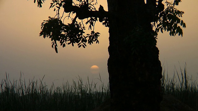 马里尼奥诺附近，树的剪影，夕阳的背景视频素材