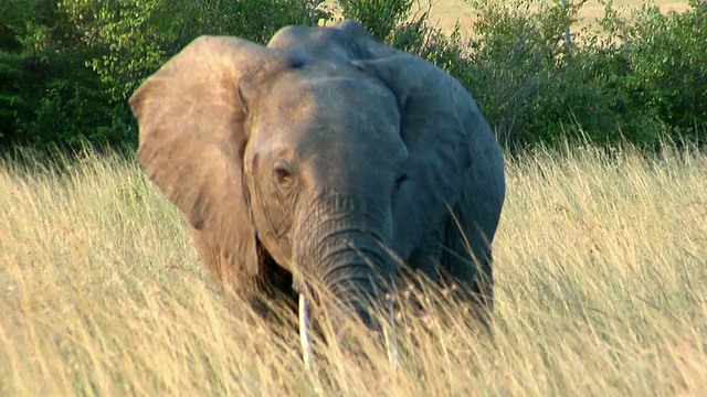 肯尼亚东非大裂谷马赛马拉野生动物保护区，非洲热带草原象(Loxodonta africana cyclotis)走过高草视频素材