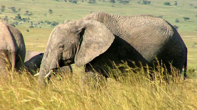 肯尼亚东非大裂谷马赛马拉野生动物保护区，非洲热带草原象(Loxodonta africana cyclotis)走过高草视频素材