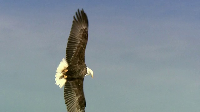 MS TS白头鹰(Haliaeetus leucocephalus)在天空中飞翔，安纳波利斯山谷，坎宁，新斯科舍省，加拿大视频素材