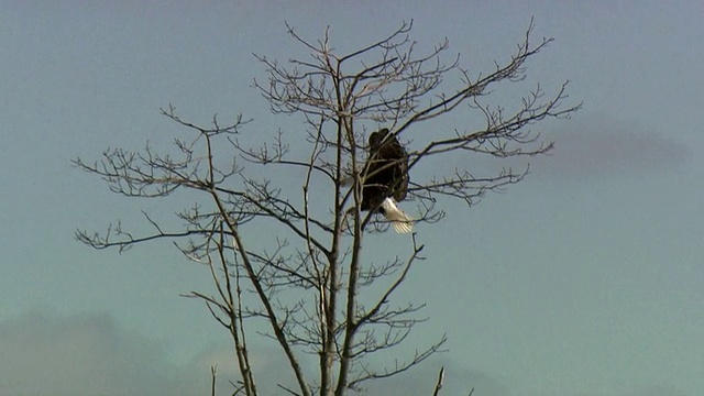 WS TS白头鹰(Haliaeetus leucocephalus)飞向天空，落在光秃秃的树上，安纳波利斯山谷，坎宁，加拿大新斯科舍省视频素材