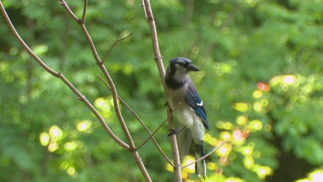 MS Blue Jay (Cyanocitta cristata)飞离树枝，特威德，安大略省，加拿大视频素材