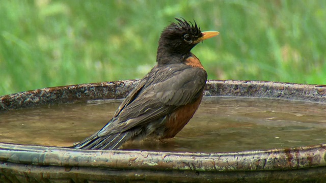 加拿大，安大略省，特威德，美国知更鸟(Turdus migratorius)视频素材