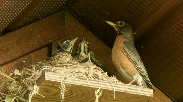 加拿大安大略省特威德，美洲知更鸟(Turdus migratorius)在屋顶下的巢中喂养幼鸟视频素材