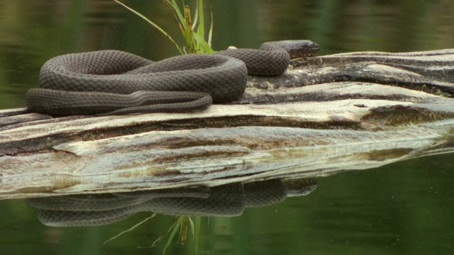 MS Northern Water Snake (Nerodia sipedon)在池塘的原木上休息，马多克，安大略省，加拿大视频素材